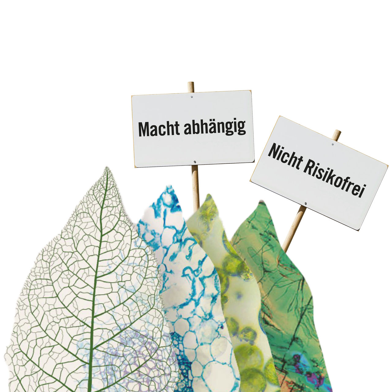 nicotine leaves