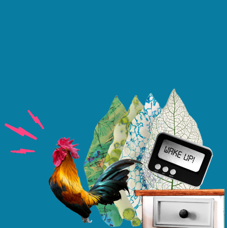 collage with rooster and alarm clock
