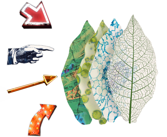 collage with leaves