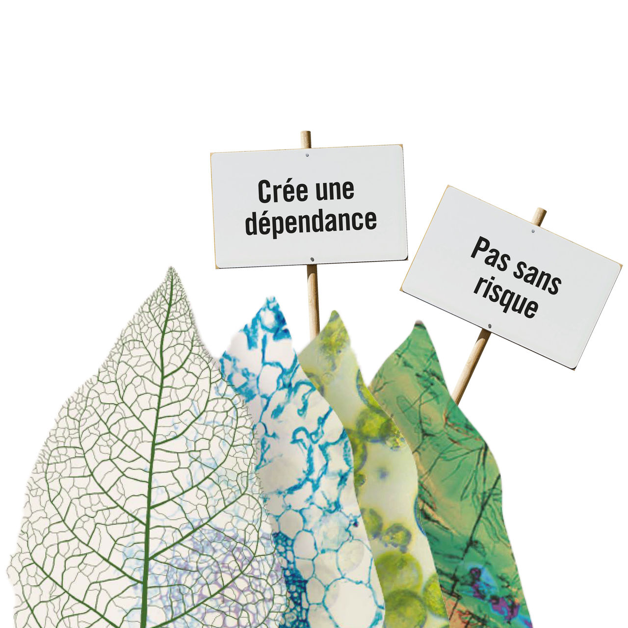 nicotine leaves