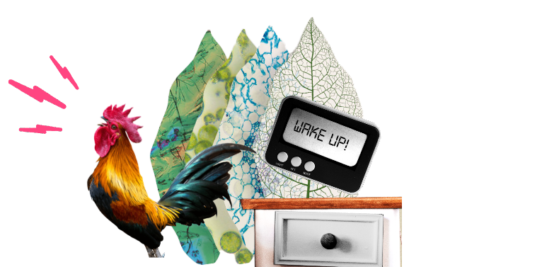 collage with rooster and alarm clock